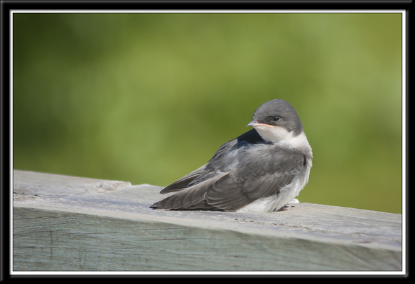 Tree Swallow.jpg